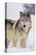 Gray Wolf in Snow-DLILLC-Premier Image Canvas