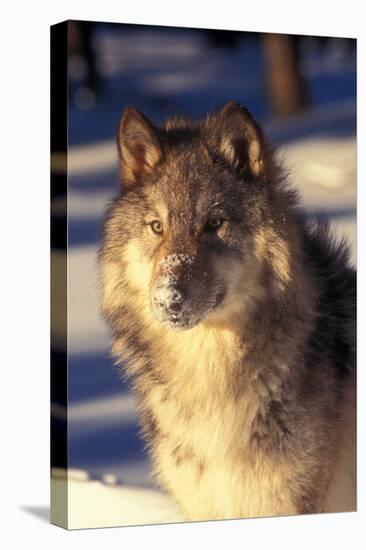 Gray Wolf in Snow-John Alves-Premier Image Canvas