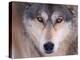 Gray Wolf in the Foothills of the Takshanuk Mountains, Alaska, USA-Steve Kazlowski-Premier Image Canvas