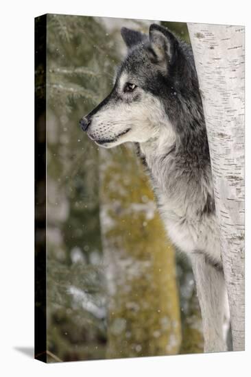 Gray Wolf in winter, Canis lupus, Montana-Adam Jones-Premier Image Canvas