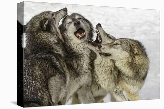 Gray Wolf, Montana-Adam Jones-Premier Image Canvas
