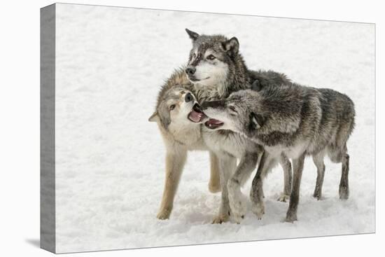 Gray Wolf pack behavior in winter, Canis lupus, Montana-Adam Jones-Premier Image Canvas