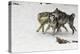 Gray Wolf pack behavior in winter, Montana-Adam Jones-Premier Image Canvas