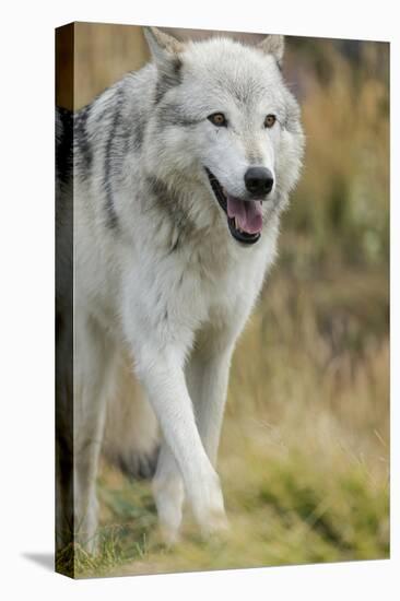 Gray Wolf Running in a Fall Drizzle, Canis Lupus, West Yellowstone, Montana-Maresa Pryor-Premier Image Canvas