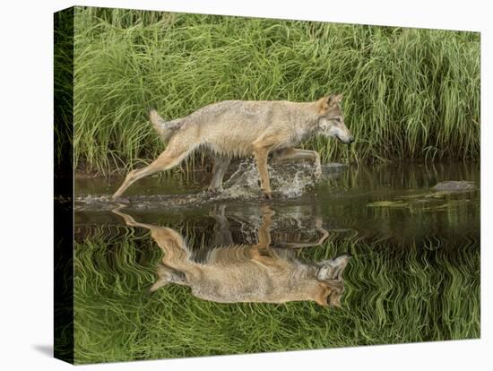 Gray Wolf Running Through Water, Minnesota-Adam Jones-Premier Image Canvas