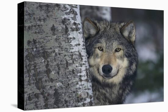 Gray Wolf Standing by Trees-DLILLC-Premier Image Canvas