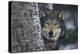 Gray Wolf Standing by Trees-DLILLC-Premier Image Canvas