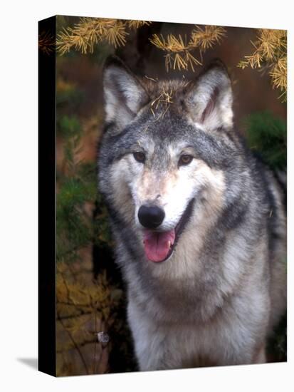 Gray Wolf under a Tree-John Alves-Premier Image Canvas