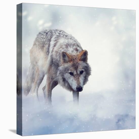 Gray Wolf Walking on the Snow-Svetlana Foote-Premier Image Canvas