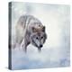 Gray Wolf Walking on the Snow-Svetlana Foote-Premier Image Canvas