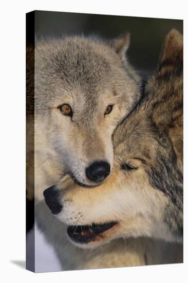 Gray Wolves Nuzzling-DLILLC-Premier Image Canvas