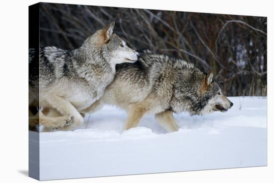 Gray Wolves Running in Snow in Winter, Montana-Richard and Susan Day-Premier Image Canvas