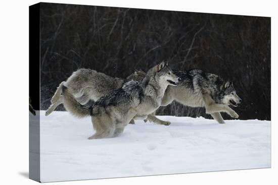 Gray Wolves Running in Snow in Winter, Montana-Richard and Susan Day-Premier Image Canvas