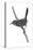 Gray Wren-Warbler (Calamonastes Simplex), Birds-Encyclopaedia Britannica-Stretched Canvas