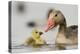 Graylag gosling with parent, Lake Csaj, Pusztaszer, Hungary-Bence Mate-Premier Image Canvas