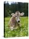 Grazing Cattle, Tyrol, Austria-Martin Zwick-Premier Image Canvas