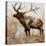 Grazing Elk-Donna Brooks-Stretched Canvas