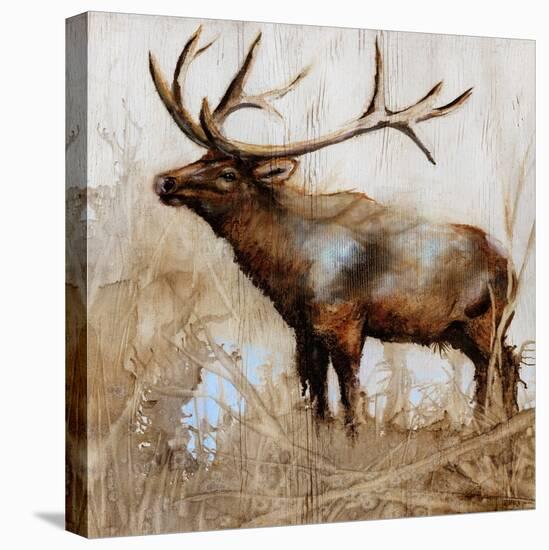 Grazing Elk-Donna Brooks-Stretched Canvas