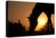 Grazing Horse Silhouette Against Rising Sun In Rich Tone-Sari ONeal-Premier Image Canvas