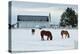 Grazing the Snow-Dana Styber-Premier Image Canvas