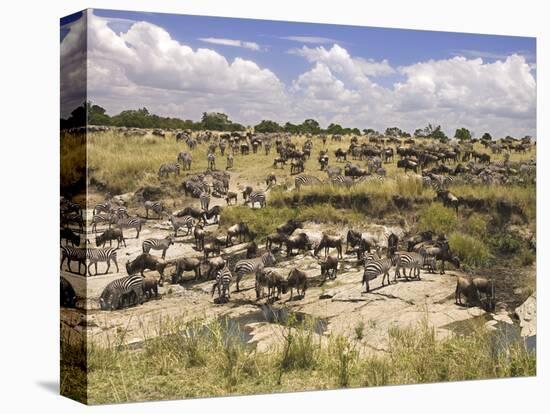 Grazing Zebras and Wildebeest Staged for the Crossing, Kenya-Joe Restuccia III-Premier Image Canvas