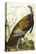 Great American Beck Male. Wild Turkey (Meleagris Gallopavo), Plate I, from 'The Birds of America'-John James Audubon-Premier Image Canvas