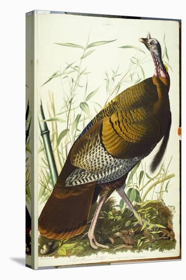 Great American Beck Male. Wild Turkey-John James Audubon-Premier Image Canvas