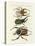 Great and Rare Foreign Beetles-null-Premier Image Canvas