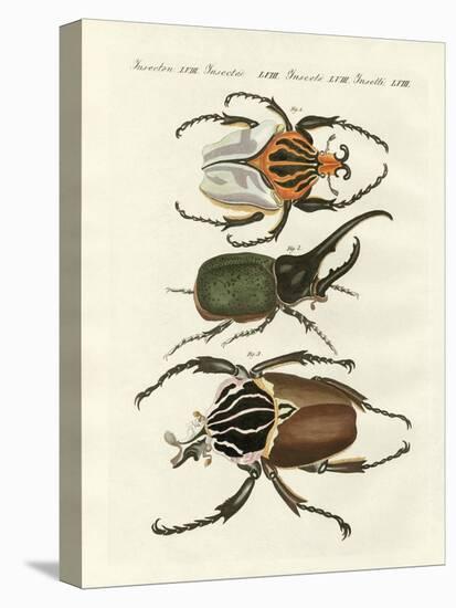 Great and Rare Foreign Beetles-null-Premier Image Canvas