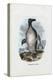 Great Auk, 1863-79-Raimundo Petraroja-Premier Image Canvas