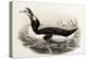 Great Auk, Alca Impennis, from "The Birds of Great Britain"-John Gould-Premier Image Canvas