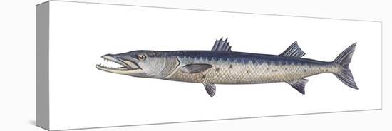 Great Barracuda (Sphyraena Barracuda), Fishes-Encyclopaedia Britannica-Stretched Canvas