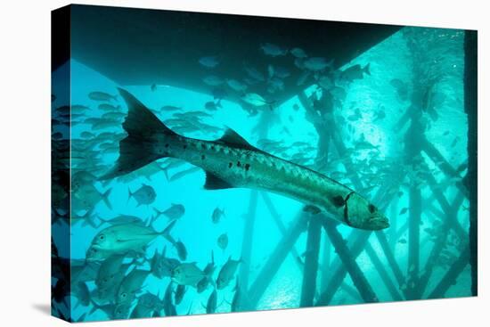 Great Barracuda (Sphyraena Barracuda) (Giant Barracuda) Can Grow Up to 1.8 Metres Long-Louise Murray-Premier Image Canvas