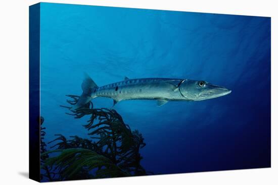 Great Barracuda (Sphyraena Barracuda)-Reinhard Dirscherl-Premier Image Canvas