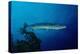 Great Barracuda (Sphyraena Barracuda)-Reinhard Dirscherl-Premier Image Canvas