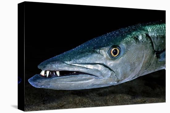 Great Barracuda, Virgin Gorda, British Virgin Islands, Caribbean-David Hall-Premier Image Canvas