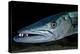 Great Barracuda, Virgin Gorda, British Virgin Islands, Caribbean-David Hall-Premier Image Canvas