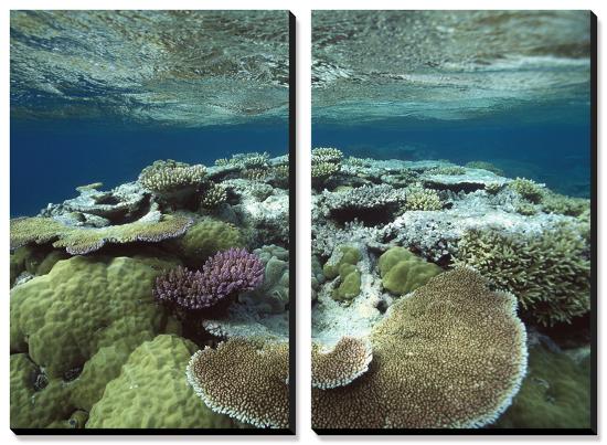 Great Barrier Reef Near Port Douglas, Queensland, Australia-Flip Nicklin/Minden Pictures-Stretched Canvas
