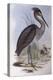 Great-Billed Heron (Ardea Sumatrana)-John Gould-Premier Image Canvas