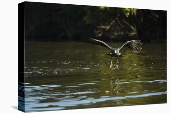 Great Black Hawk-Joe McDonald-Premier Image Canvas