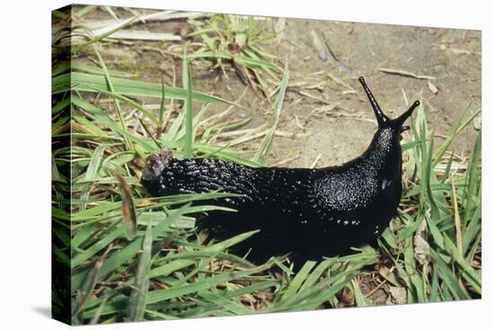 Great Black Slug Crawling Through Grass-null-Premier Image Canvas
