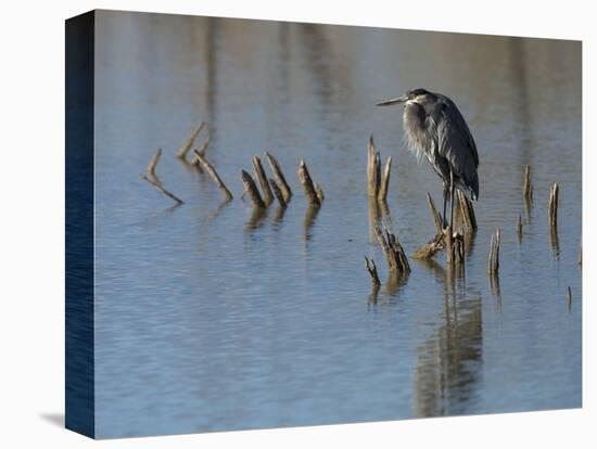 Great blue heron, Ardea Herodias, Bosque del Apache NWR, New Mexico-Maresa Pryor-Premier Image Canvas