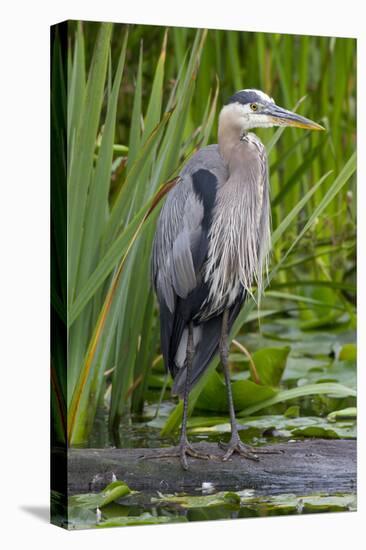 Great Blue Heron Bird, Juanita Bay Wetland, Washington, USA-Jamie & Judy Wild-Premier Image Canvas