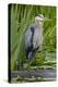Great Blue Heron Bird, Juanita Bay Wetland, Washington, USA-Jamie & Judy Wild-Premier Image Canvas
