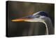 Great Blue Heron, Close Up Portrait-Ken Archer-Premier Image Canvas