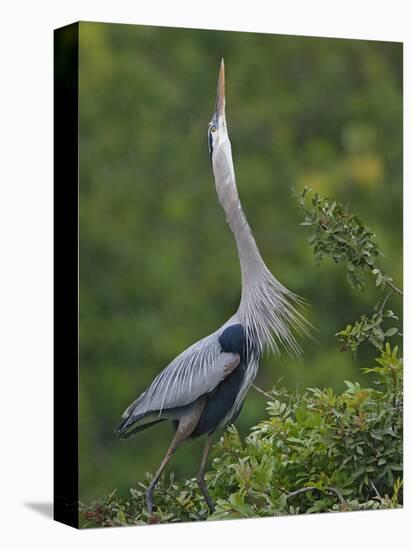 Great Blue Heron Displaying the Sky Point Courtship Ritual-Arthur Morris-Premier Image Canvas
