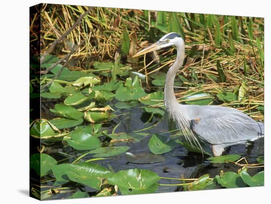 Great Blue Heron, Everglades National Park, FL-Mark Gibson-Premier Image Canvas