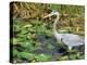 Great Blue Heron, Everglades National Park, FL-Mark Gibson-Premier Image Canvas