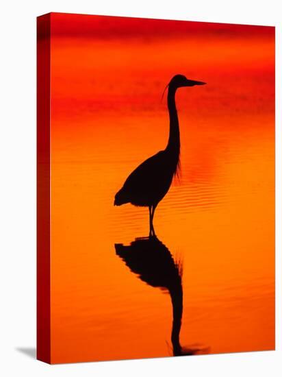 Great Blue Heron Fishing at Sunset, Sanibel Island, Ding Darling National Wildlife Refuge, Florida-Charles Sleicher-Premier Image Canvas