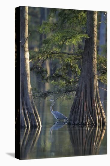 Great Blue Heron Fishing Near Cypress Trees, Horseshoe Lake State Park, Illinois-Richard and Susan Day-Premier Image Canvas